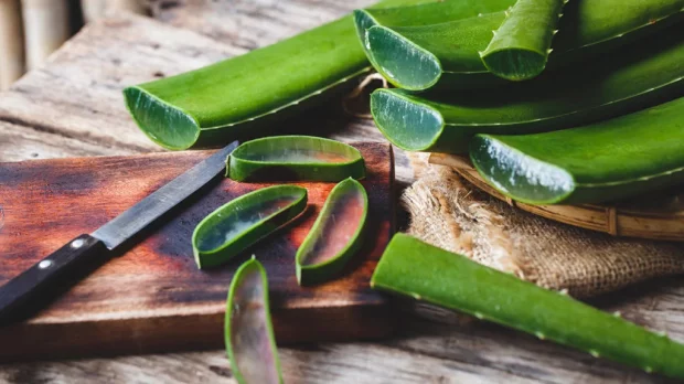 Aloe Vera for Soothing and Healing