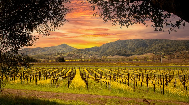 Napa, USA